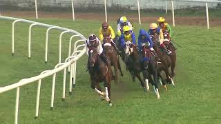 ALBINUS wins The Polar Falcon Handicap [upl. by Abner504]