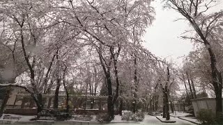 4K・ 【4K】Sakura in snow  walking in snowy Saitama [upl. by Iblehs]