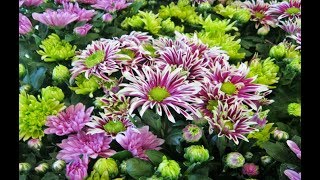 New Chrysanthemum Varieties [upl. by Nnyla]