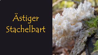 Ästiger Stachelbart  Der Wunderheiler der alten Wälder  mit Martin Maschka [upl. by Ury]