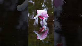 Graceful beauty Roseate Spoonbill preening its feathers youtubeshorts birds birdphotos [upl. by Alehc529]