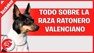 Todo sobre la raza ratonero valenciano [upl. by Dempsey]