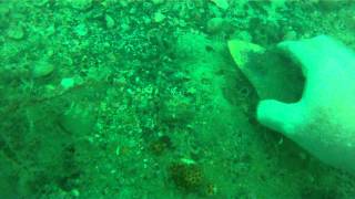 Over 512quot Megalodon Tooth in Venice Florida while Diving with Charter [upl. by Sesom129]