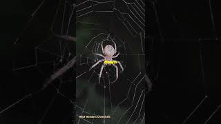 Goliath BirdEating Spider Natures Giant Predator [upl. by Elohcin459]