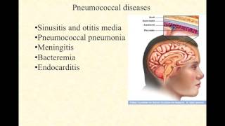 BIO2020 Episode 030 GBS the pneumococci oral strep [upl. by Iturk677]