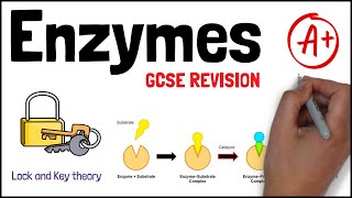 ENZYMES  Biology GCSE and iGCSE Exam Revision [upl. by Phedra]