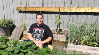 Garden Failures and the Stories Behind the Alberta Urban Garden [upl. by Christoper]