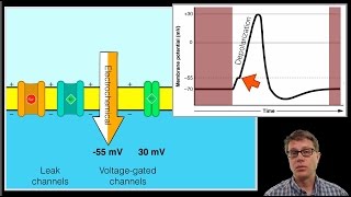 The Action Potential [upl. by Rupert]