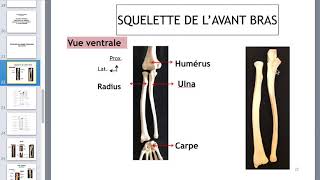 ostéologie du membre thoracique 2ème partie [upl. by Essa]