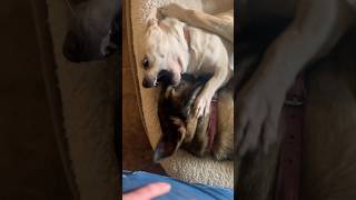 Dogs make the funniest noises dogs funny cuteanimal mudpuppies [upl. by Donelson158]