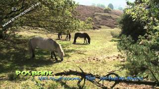 Icelandic horses  IJslanders grazen op de Posbank Veluwe [upl. by Kelley]