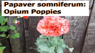 Papaver somniferum Opium Poppies  UK Guide [upl. by Charil]