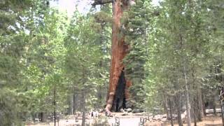 Grizzly Giant  Giant Redwood  Yosemite National Park [upl. by Yasnil]