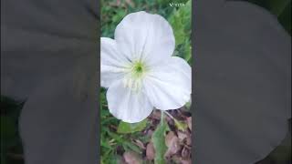 Oenothera Onagra Deslumbrante Florece en primavera y verano en Argentina [upl. by Desiri436]