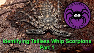 Identifying Tailless Whip Scorpions Part 1 [upl. by Artair403]