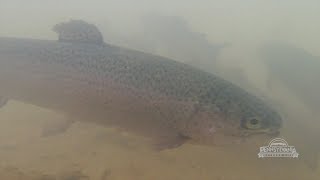 Trout Stocking in Montour County [upl. by Nerrawed]