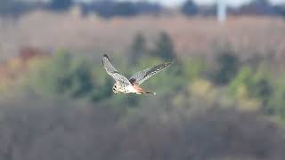 American kestrel hovering [upl. by Eekaz]