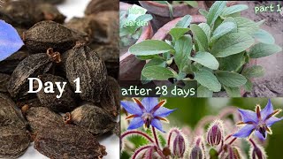 How To Grow And Care Borage Herb From Seed  Urduहिंदी  Part 1 [upl. by Evy101]