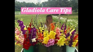 Gladiolus care tips [upl. by Rebmeced]