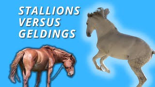 STALLIONS vs GELDINGS Which is better Not what you expect [upl. by Mad]