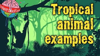 Tropical Rainforest Animals [upl. by Fleming]