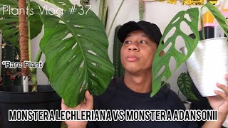 Plants Vlog 37  Monstera Lechleriana VS Monstera Adansonii  Misidentified Monstera Acuminata [upl. by Chavez]