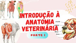 Introdução à Anatomia Veterinária part 1 [upl. by Newkirk]