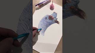 How To Draw Ocellated Turkey  flamehanger animalart drawing [upl. by Johnathan]