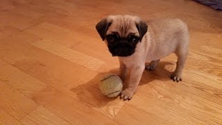 Pug puppy barking [upl. by Rebmeced]