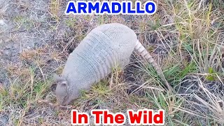 ARMADILLO out in FLORIDA NATURE [upl. by Entroc]