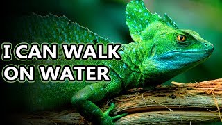 Basilisk Lizard facts theyre also known as Jesus Christ lizards  Animal Fact Files [upl. by Brent]