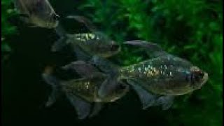 Top 10 Must Have Tetra Species For Your Freshwater Aquarium [upl. by Naahsar]