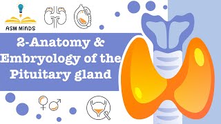 ِ2Anatomy and Embryoloy of the pituitary gland by ASM Minds Team [upl. by Den616]