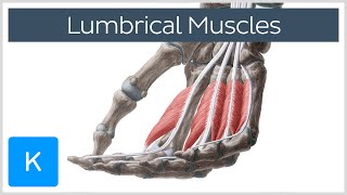 Lumbrical muscles of the Hand  Origin Insertion amp Function  Anatomy  Kenhub [upl. by Idak]