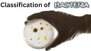 Classification of Bacteria  A Visual Guide to GramPositive and GramNegative Bacteria [upl. by Aeila262]