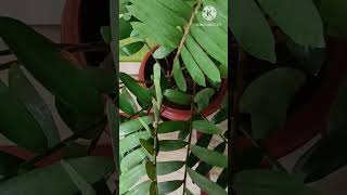 Zamia furfuracea 🪴 youtube shorts shortvideo plant fact [upl. by Garneau]