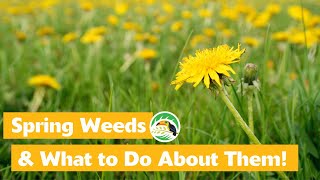 Identifying the Top 4 Most Hated Spring Weeds amp How to Treat Them [upl. by Anoif]