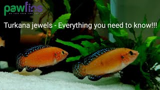 Turkana jewels  Hemochromis Exsul  Species profile Basic care and breeding [upl. by Zinah]