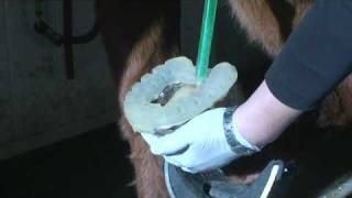 Hoof Glue Pour a Pad [upl. by Ahsiam]