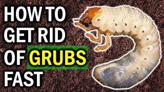 8 Natural Ways to Exterminate Garden GRUBS Naturally LAWN amp GARDEN CONTROL [upl. by Nebra]