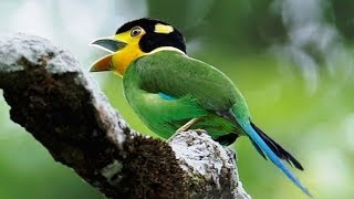 Madi Injap  Suara Burung Madi Injap long tailed broadbill  Master Durasi Panjang [upl. by Nawd]