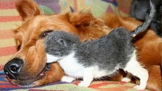 Dogs Who Love Their Kitten Since The Moment They Met  CATS AND DOGS Friendship [upl. by Lekim]