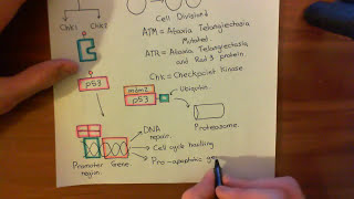 Mitomycin C Part 5 [upl. by Ardni13]