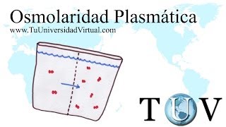 Osmolaridad plasmatica total y efectiva con ejercicios al final fisiologia [upl. by Mechling]