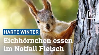 Eichhörnchen So bereiten sie sich auf den Winter vor  hessenschau [upl. by Foscalina]