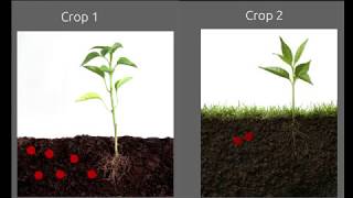 Crop Rotation A mean to increase soil fertility [upl. by Dearborn]