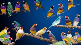 Difference Between Male And Female Gouldian Finches [upl. by Appolonia]