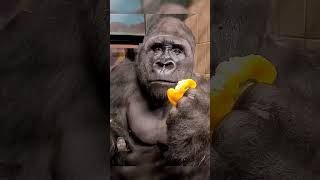 funny  agt monkey gorilla americasgottalentfinale dance animals youtube music [upl. by Coltin441]