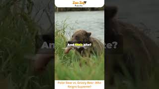 Polar Bear vs Grizzly Bear Who Reigns Supreme bear animals wildlife viralshorts amazingfacts [upl. by Nirahs]