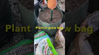 Planting sweet potato slips in grow bags  Container Vegetable Gardening [upl. by Esnofla]